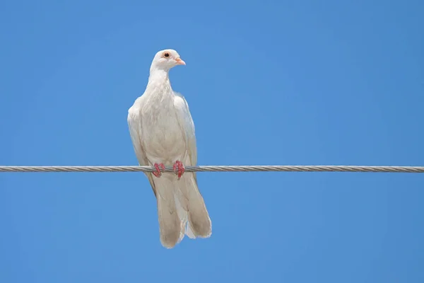 Pomba branca em um fio — Fotografia de Stock