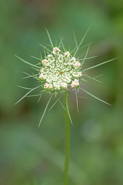 Queen Anne's Lace On Green — Stock Photo, Image