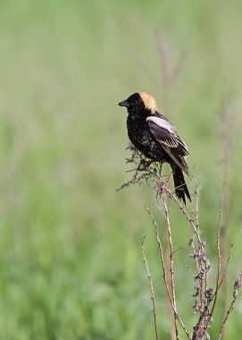 Renkli hasır şapkalı Bobolink
