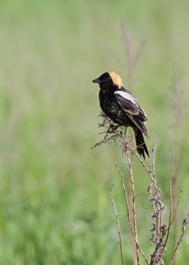 Bobolink in a Straw Colored Hat clipart