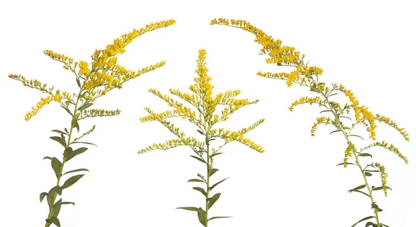 Three Goldenrod Stems on White — Stock Photo, Image