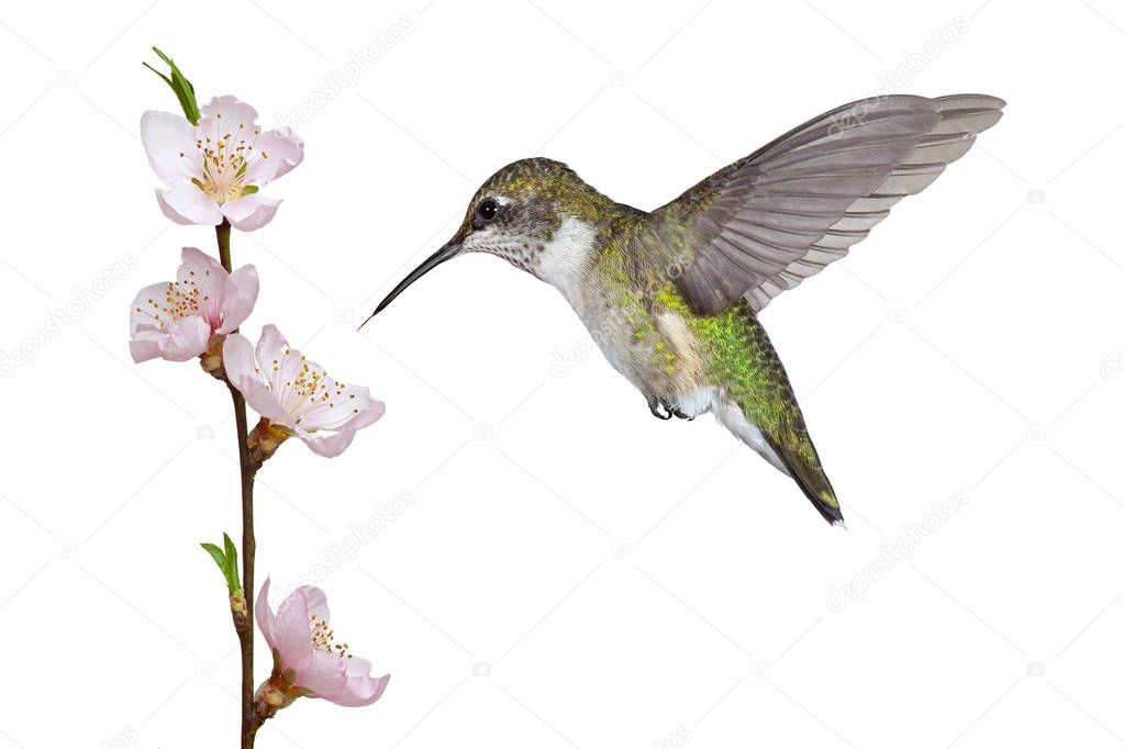 Hummingbird and a Fruit Blossom