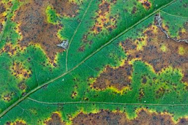 Yaprak sonbaharda yavaş yavaş Withers