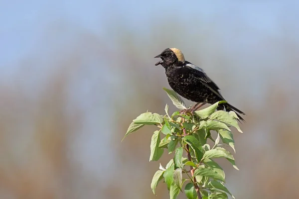 Bobolink in a Leafy Tree Top — Stock Photo, Image