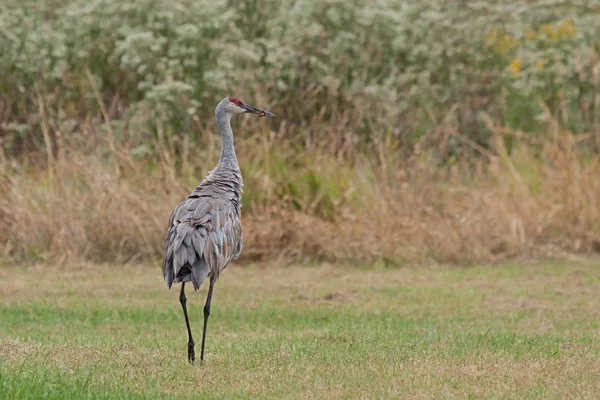 Grúa de arenisca con plumas con volantes —  Fotos de Stock