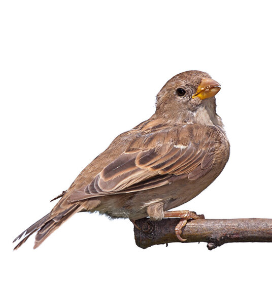 портрет воробья на белом
