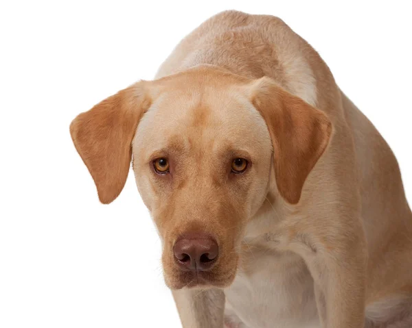 Yellow labrador stares into camera — Stock Photo, Image