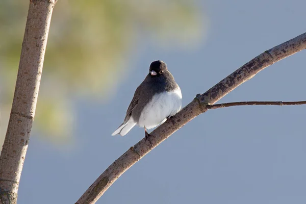 Junco empoleirado em um ramo — Fotografia de Stock