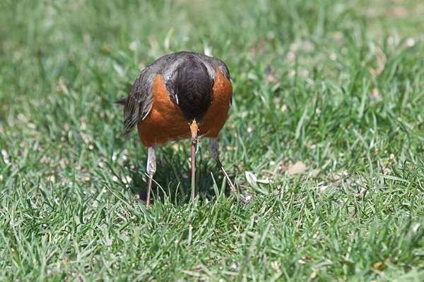 Robin pulls earthworm from ground — Stock Photo, Image