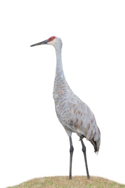 Beyaz bir arka plan üzerinde Sandhill Crane