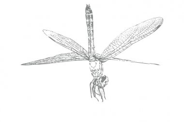 Beyaz arka plan üzerinde yusufçuk kroki