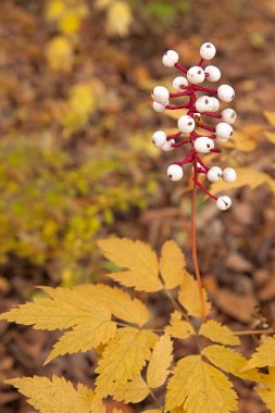 Baneberry sonbahar Woodland kat yükselir