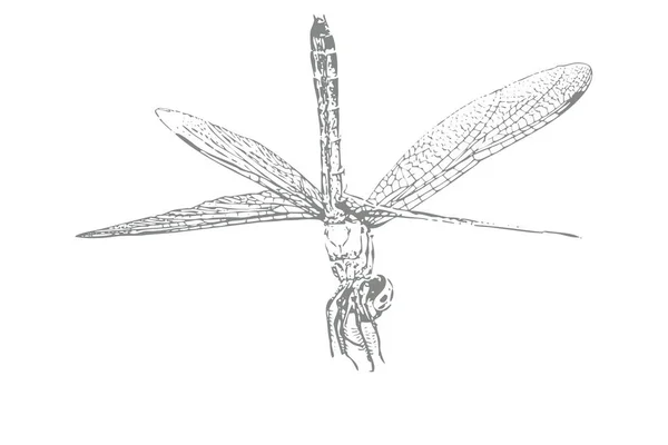 Dragonfly Sketch on White Background — Stock Photo, Image