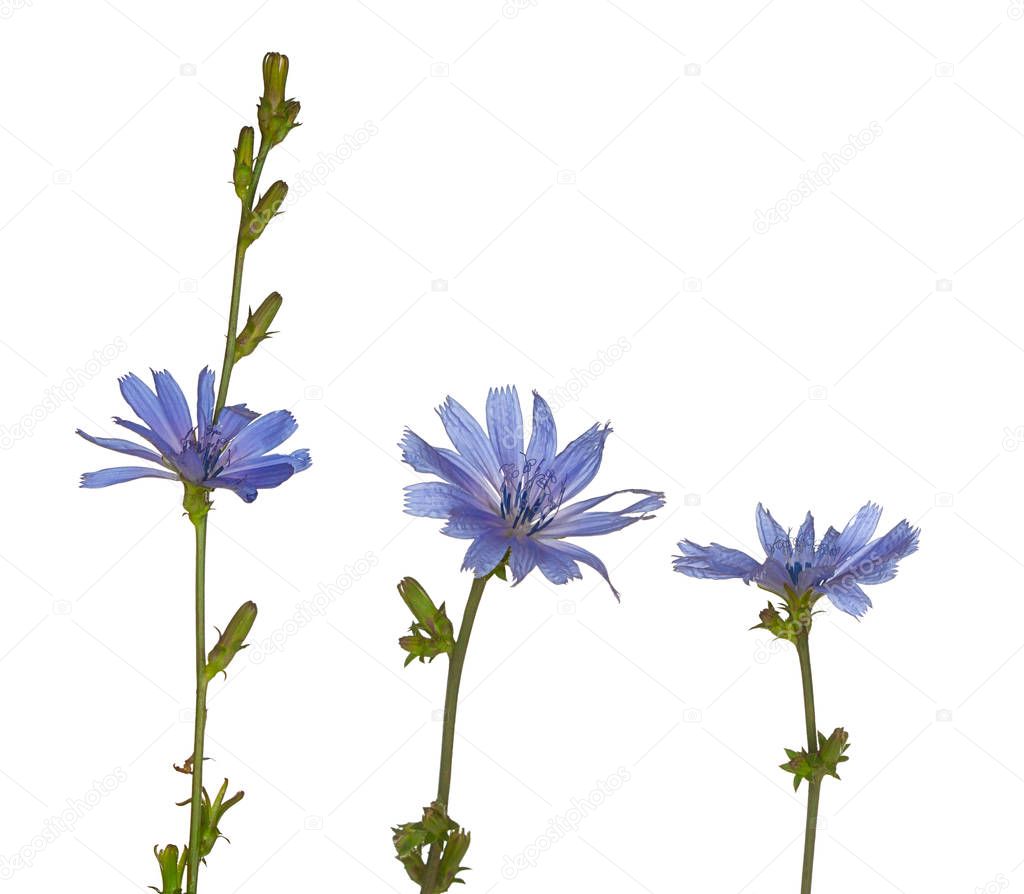 Three Purple Chicory Flowers Stand Upright