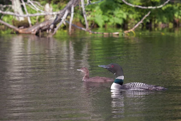 Loons de natação, uma mãe e seu bebê — Fotografia de Stock