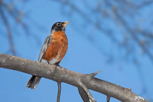 A robin sings while perched on a branch — Stock Photo, Image