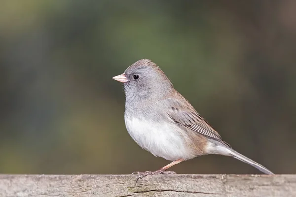 Junco de olhos escuros em uma cerca — Fotografia de Stock