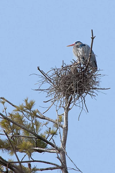 巨大的蓝色苍鹭在它的巢 — 图库照片