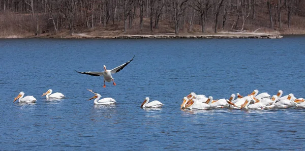 Pelican tierras en natación rebaño —  Fotos de Stock