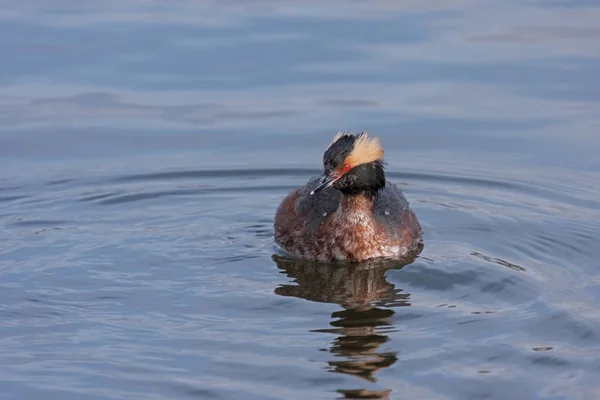 Horned Grebe Red Eyed Stare — Stock Photo, Image
