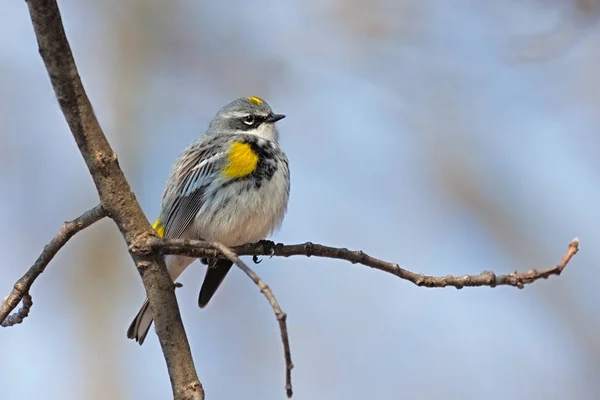 Warbler amarelo-rumped em um ramo — Fotografia de Stock