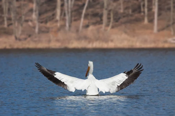 Angelic pelican spreads its wings — Stock Photo, Image