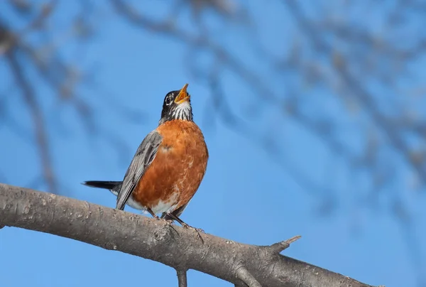 A robin sings into the wide blue open — Stock Photo, Image