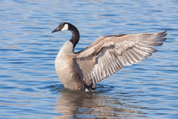 Engelsgans breitet ihre Flügel aus — Stockfoto