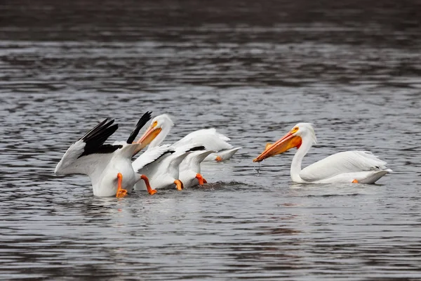 Pelicanos comendo pés no ar — Fotografia de Stock