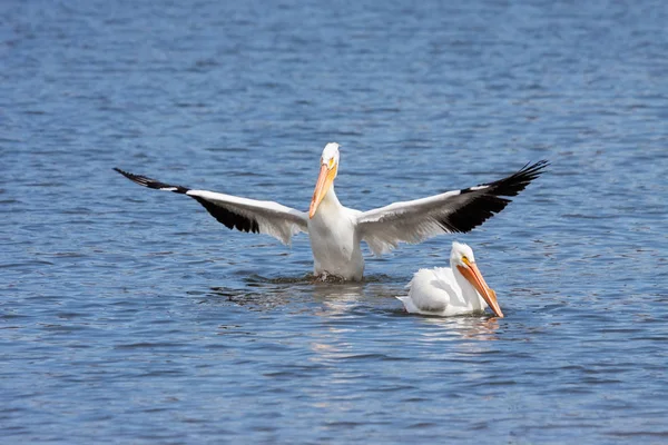 American white pelican bows to another — Stock Photo, Image