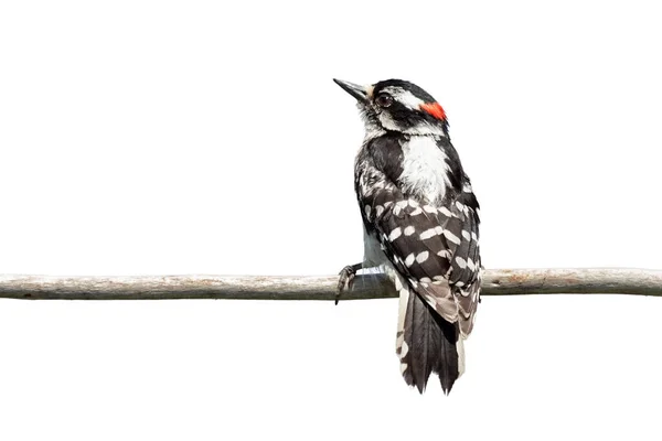 Backside View Downy Woodpecker Clutches Branch Red Patch Its Head — Stock Photo, Image