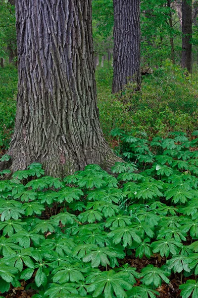 Forest Floor Green Leaves Patch Rain Soaked May Apples Glow — Stock Photo, Image