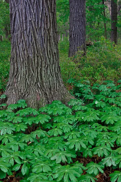在森林的地板上 一片片湿透了的雨的绿叶 可以在一棵橡树下闪闪发光 免版税图库图片