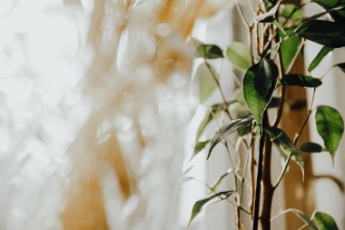 bahar rengi yeşillikler sıcak yatay