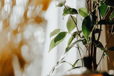 bahar rengi yeşillikler sıcak yatay