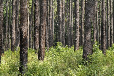 Orman bitki örtüsü ile
