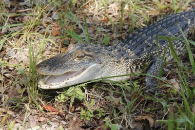 Juvenil timsah yakın çekim