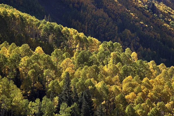 Vue des trembles à flanc de montagne en automne — Photo