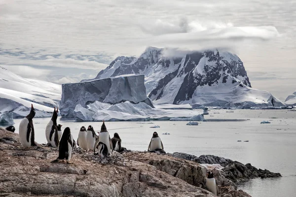Peter mann Penguin Colony和Iceberg — 图库照片