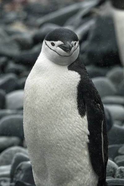 Chinstrap Retrato em pedregulhos — Fotografia de Stock