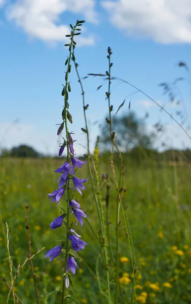 Bir çayır Lila çiçek