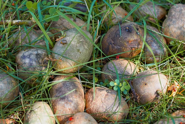 Patate danneggiate con coleotteri Colorado — Foto Stock