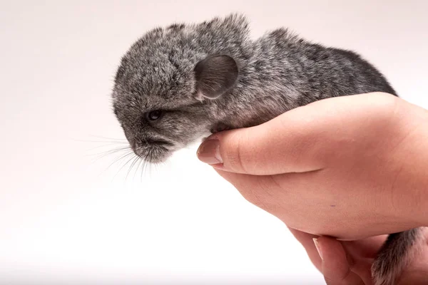 Chinchilla Junges von Standardfarbe — Stockfoto