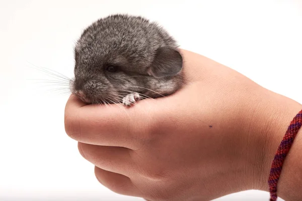 Chinchilla Junges von Standardfarbe — Stockfoto