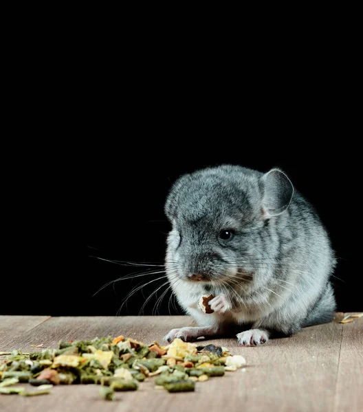 En unge av chinchilla äter blandat foder. — Stockfoto