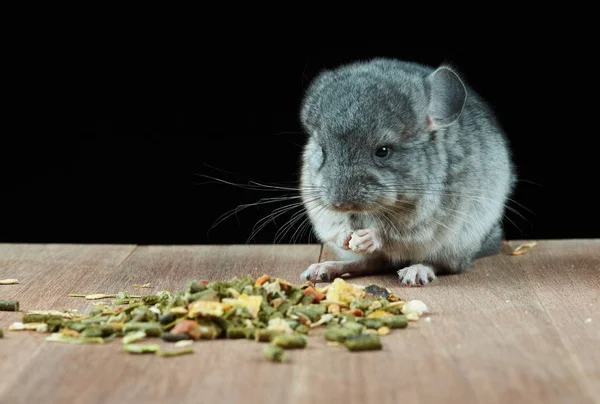 Ein Chinchilla-Junge frisst Mischfutter. — Stockfoto