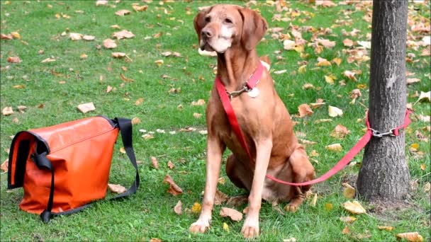 Gelukkige hond in Berlijn-Charlottenburg op 16 September 2016, Duitsland — Stockvideo