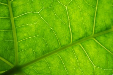 Güneş ışığı altında yaprak yeşil doğa görünümünü kapatın. Doğal gree