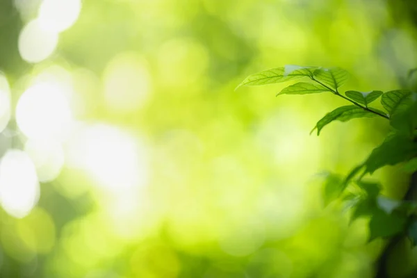 Närbild av naturen Visa gröna löv på suddig grönska bakgrunds — Stockfoto