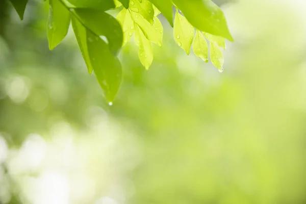 Primer plano de la vista de la naturaleza hoja verde con gota de lluvia en gre borrosa —  Fotos de Stock